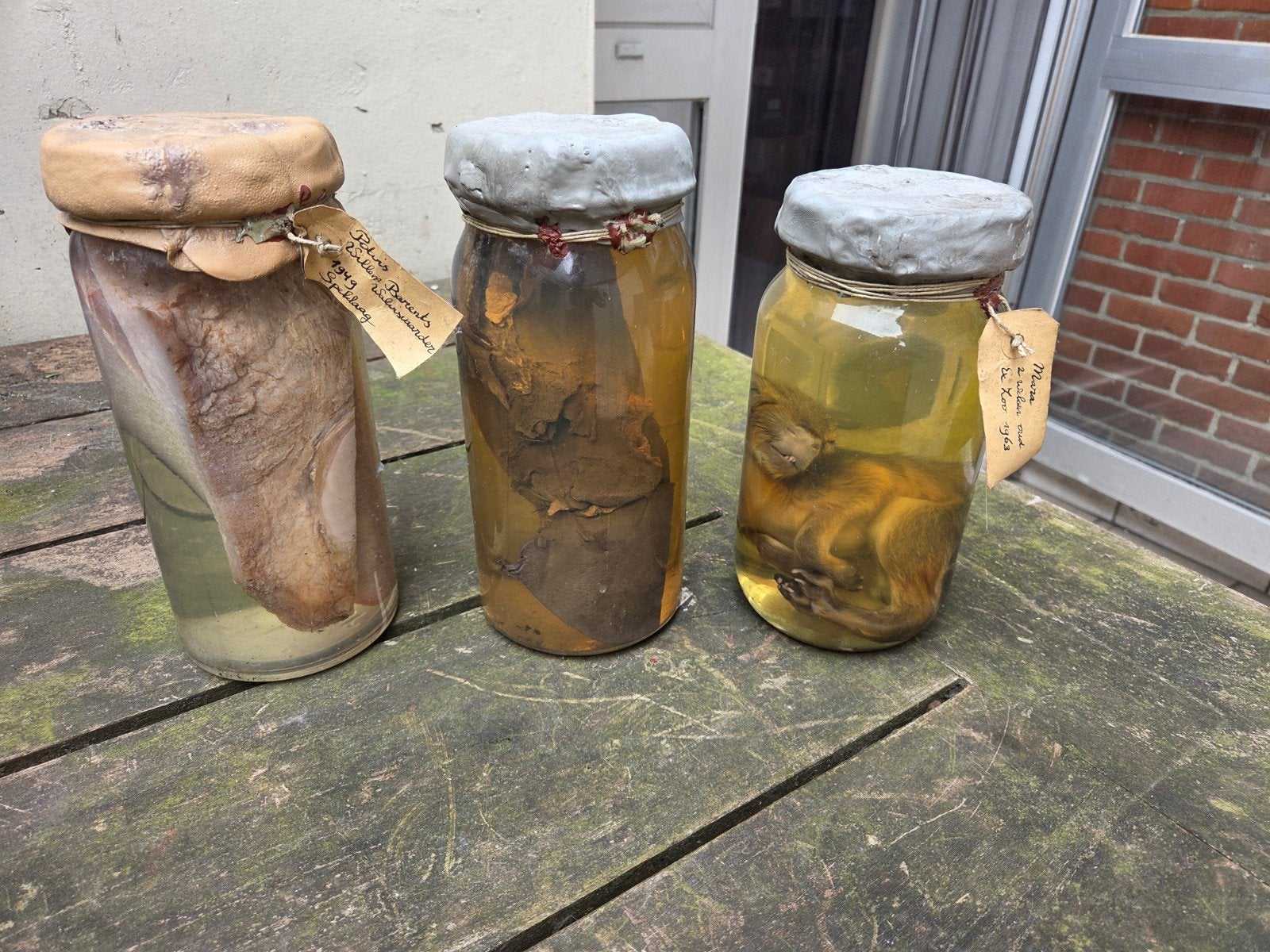 Taxidermie, sterk water., Verzamelen, Dierenverzamelingen, Ophalen of Verzenden