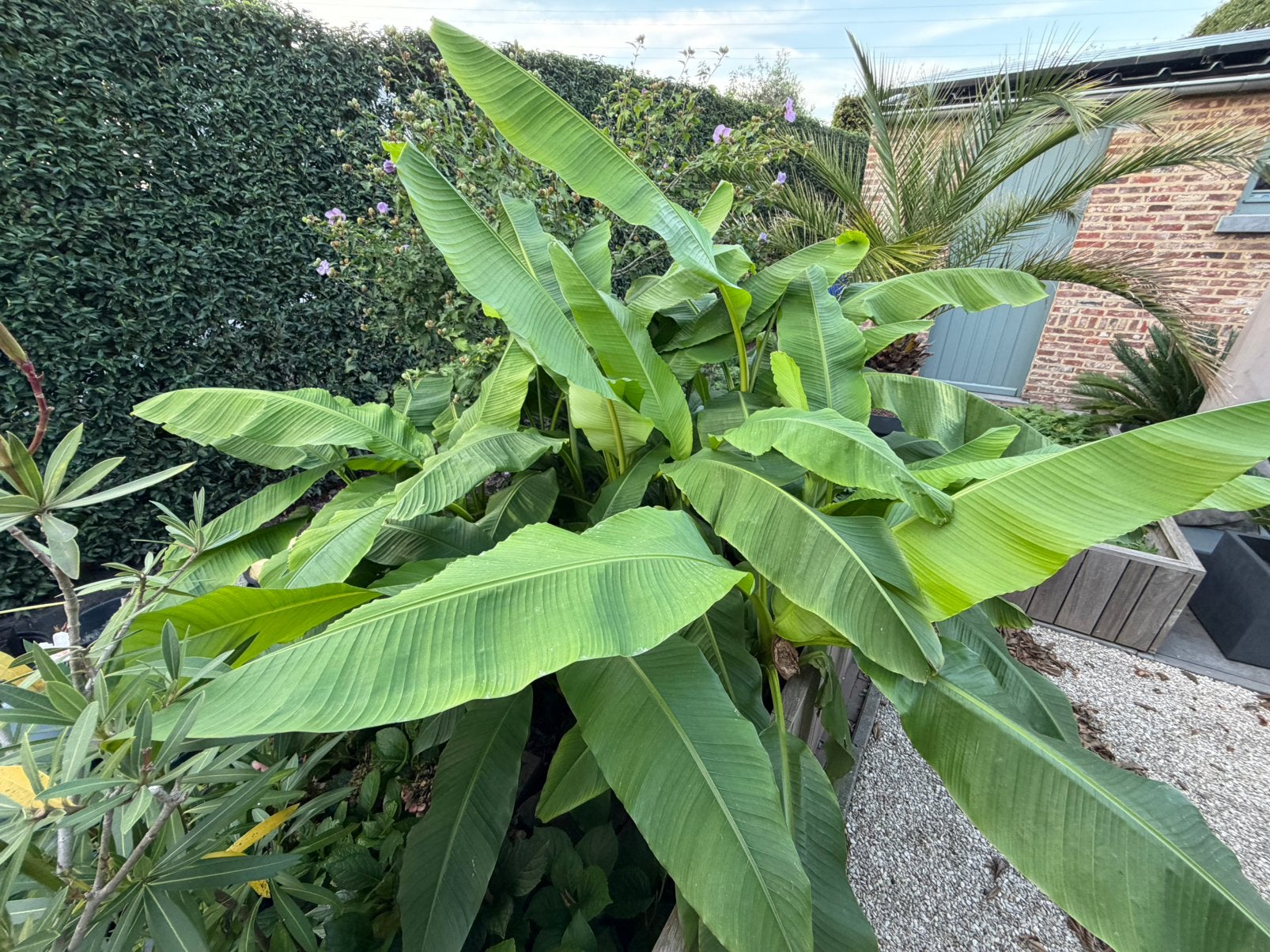 Bananenplanten / bananenboom, Ophalen