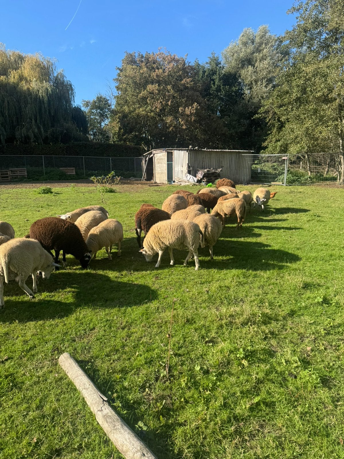 Schapen te koop ooien en rammen, Dieren en Toebehoren, Geslacht onbekend, Schaap, 0 tot 2 jaar