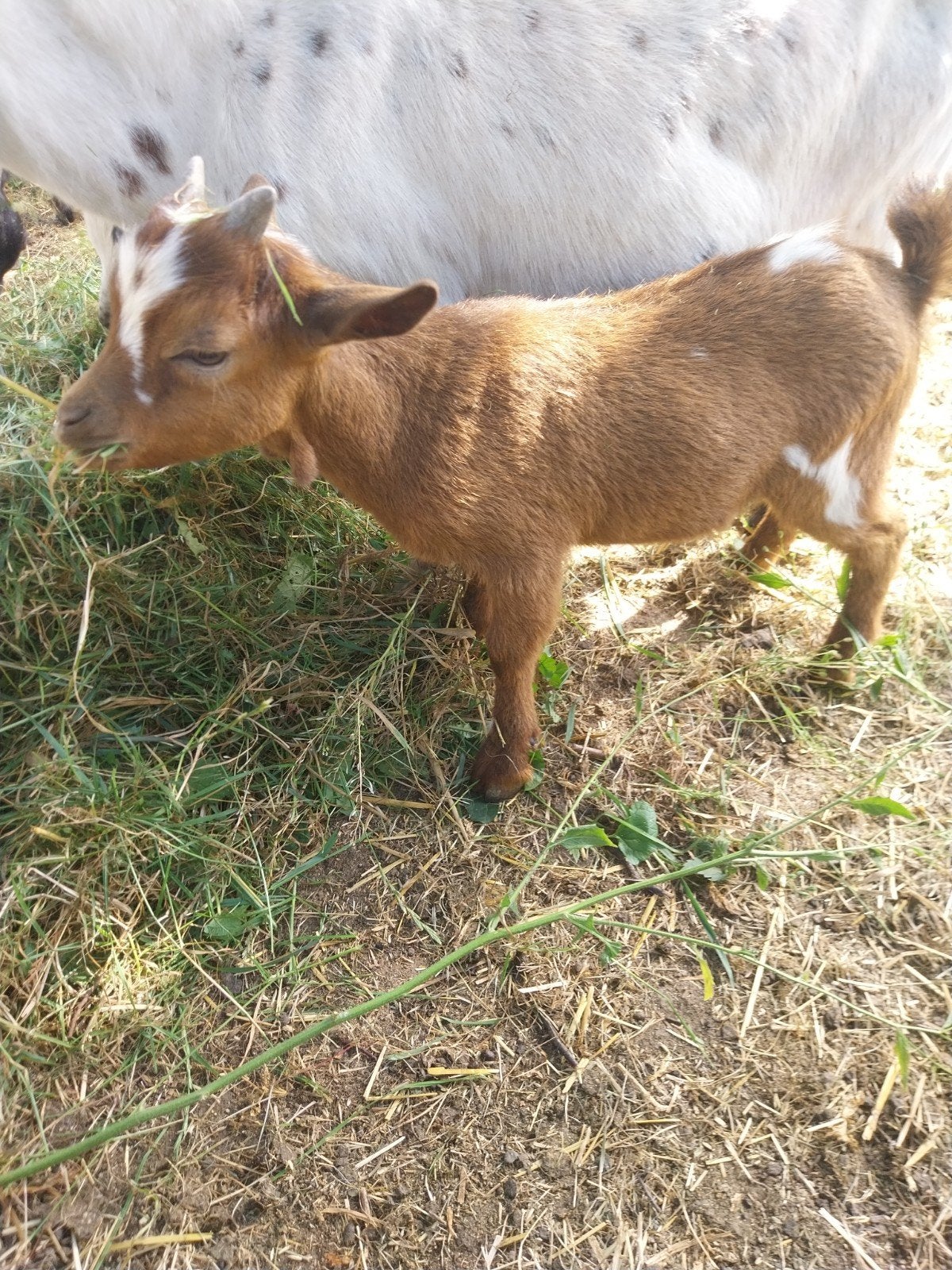 Geitenbokje, Dieren en Toebehoren, Schapen, Geiten en Varkens, Mannelijk, Geit, 0 tot 2 jaar