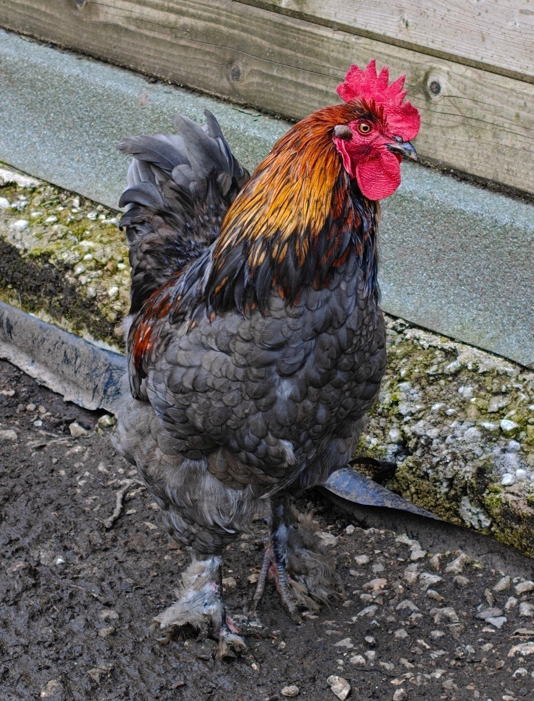 Haan, Dieren en Toebehoren