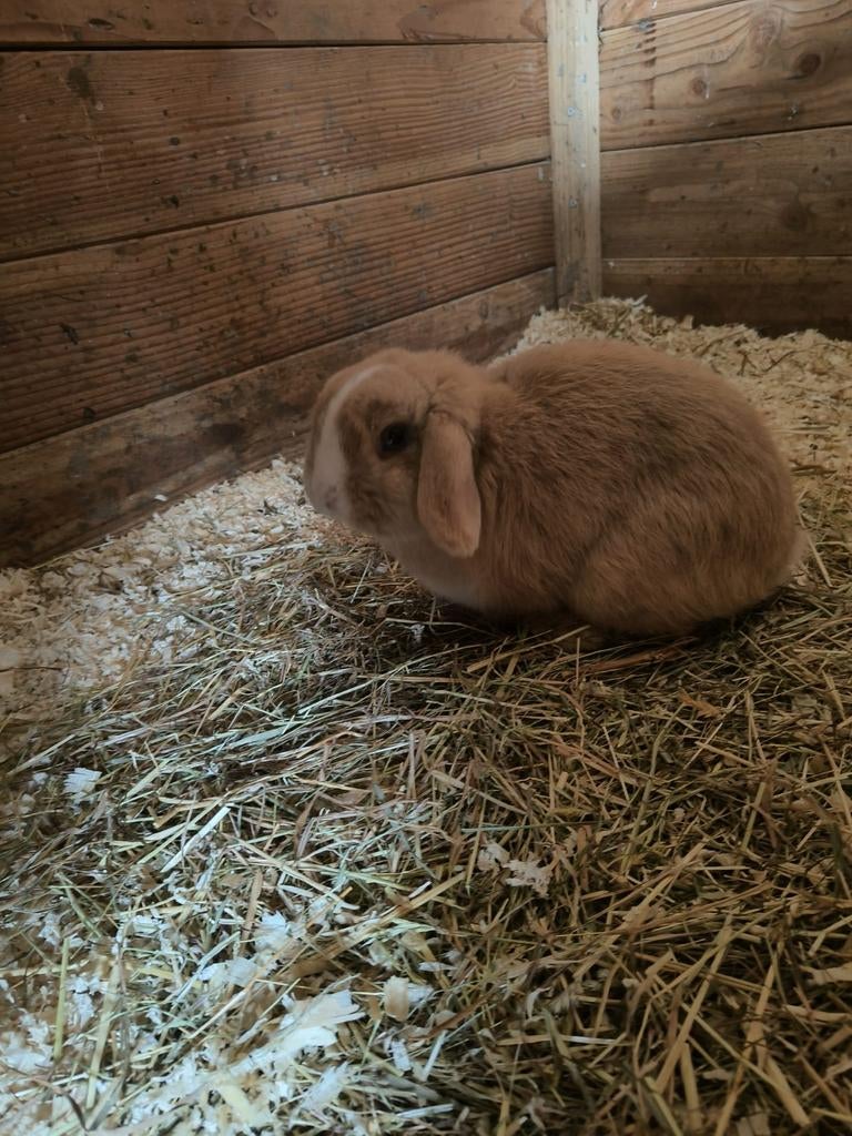 Infirmière Minilop, Femelle, Petit, Oreilles tombantes, 0 à 2 ans