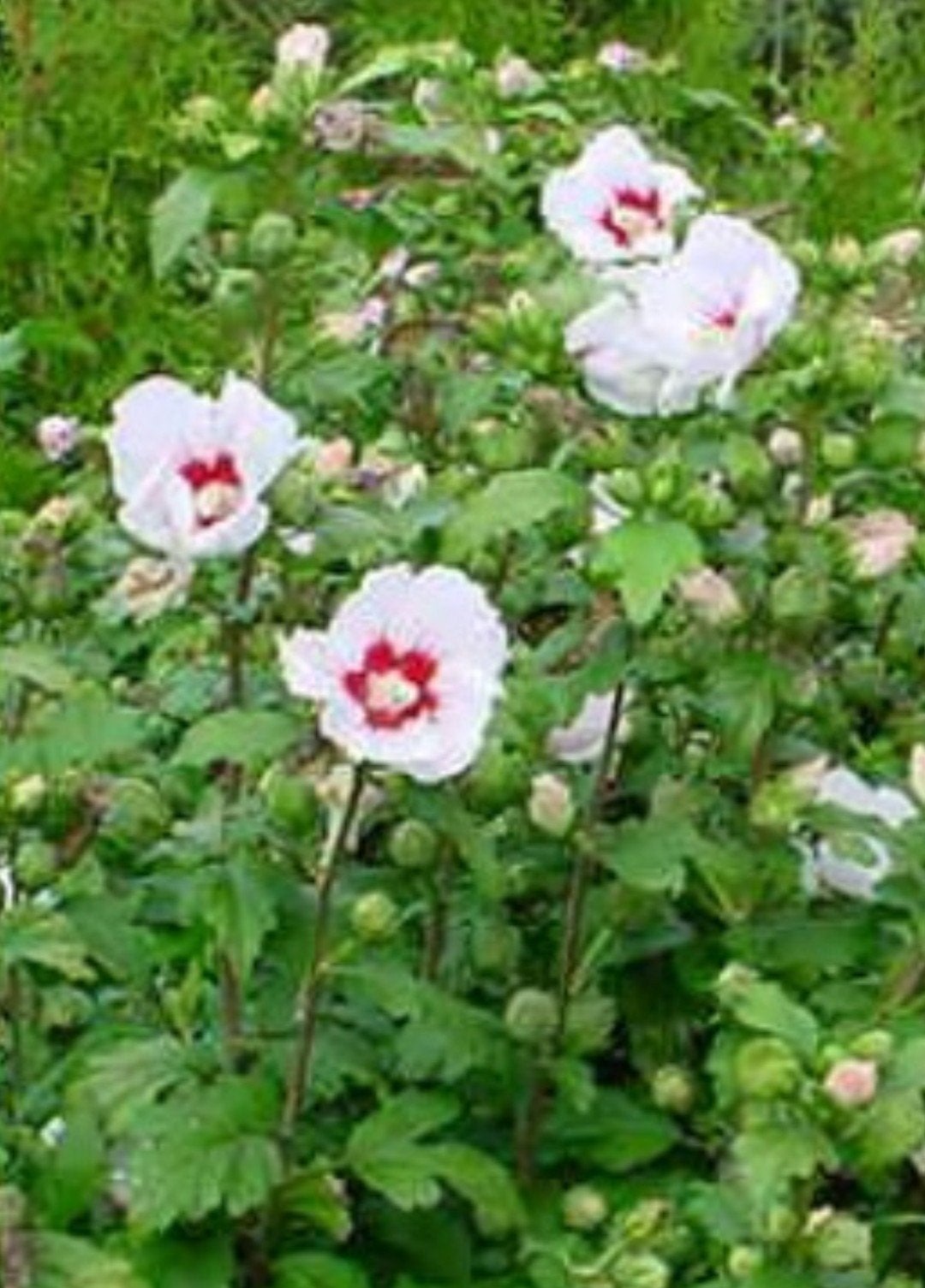 Hibiscus, Tuin en Terras, Ophalen