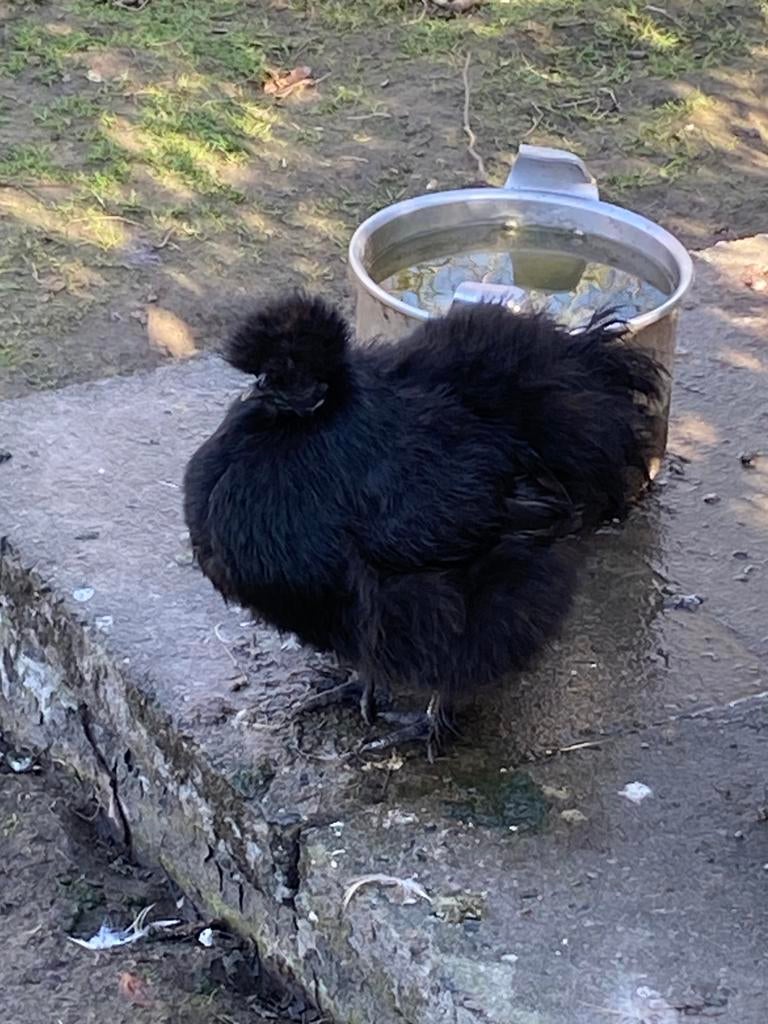 Broedeieren Zijdehoenders, Dieren en Toebehoren, Pluimvee, Meerdere dieren, Kip