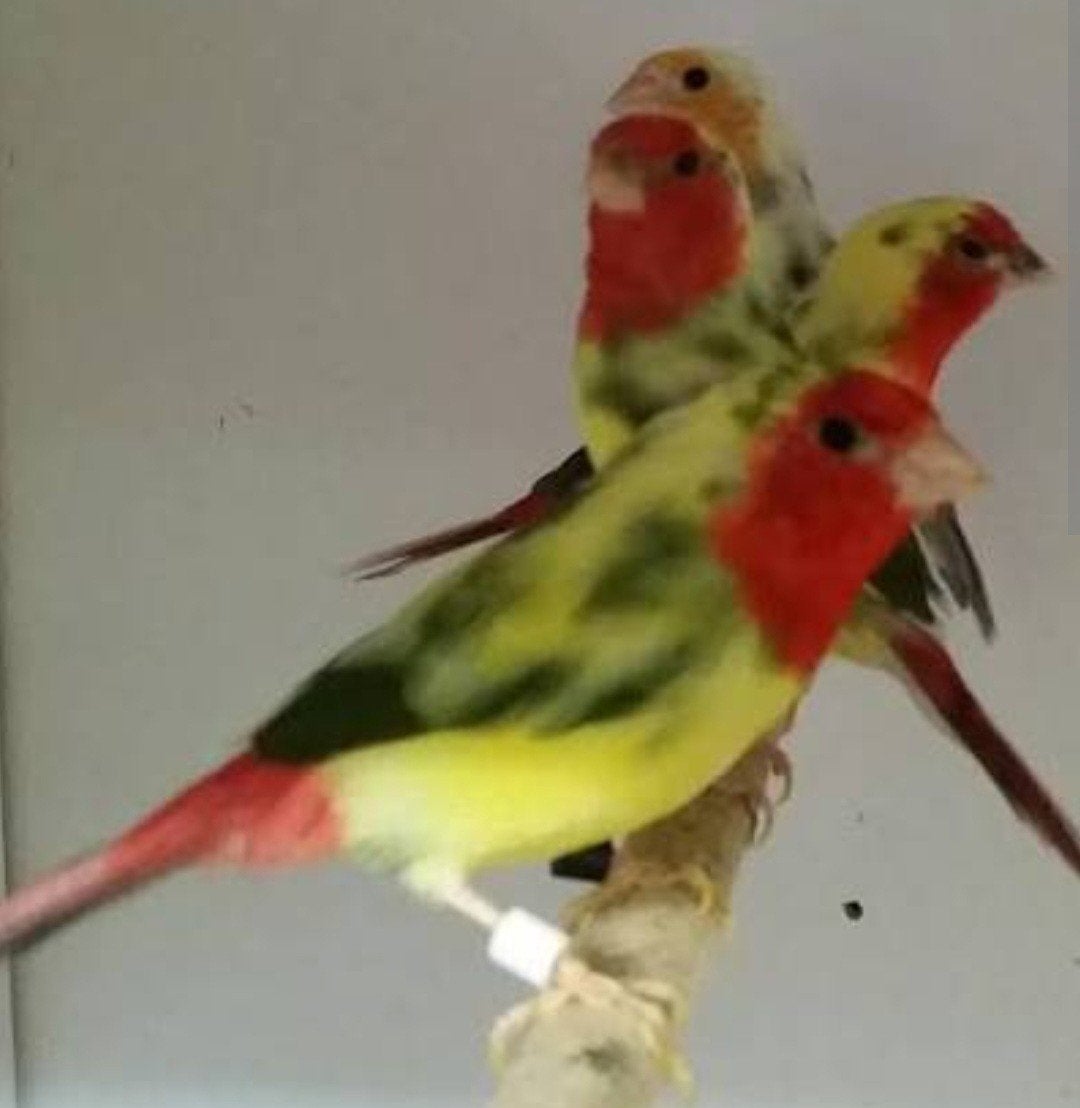 IK ZOEK 1 koppel bonte amadines, Animaux & Accessoires, Oiseaux | Oiseaux Autre
