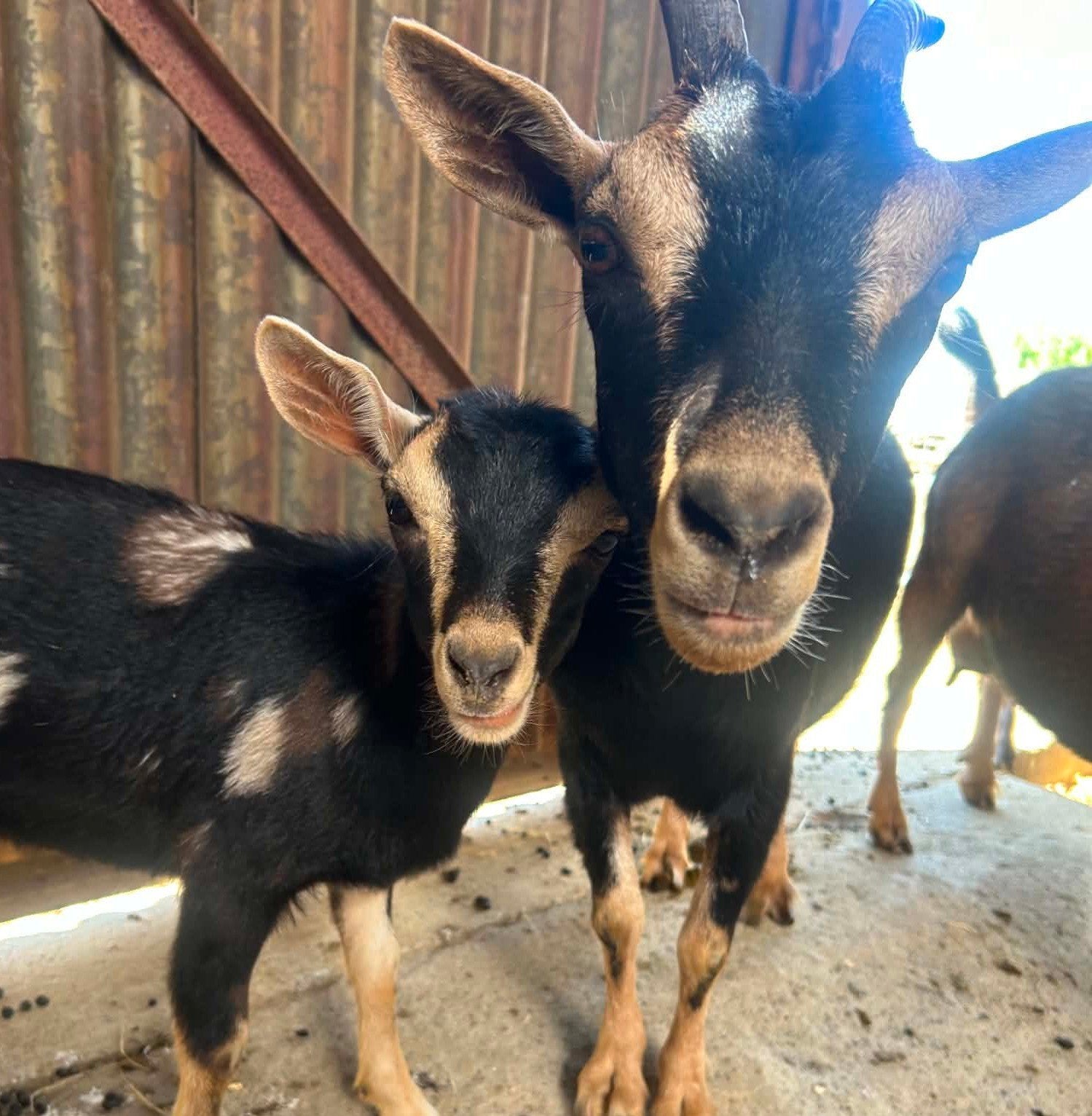 2 mooie lieve miekes, Dieren en Toebehoren
