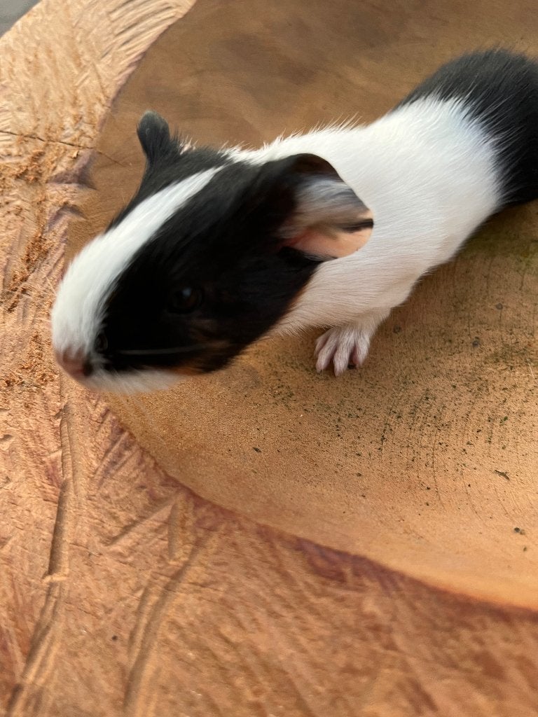 Cavia, Dieren en Toebehoren, Knaagdieren, Cavia, Juni, Mannelijk, Tam