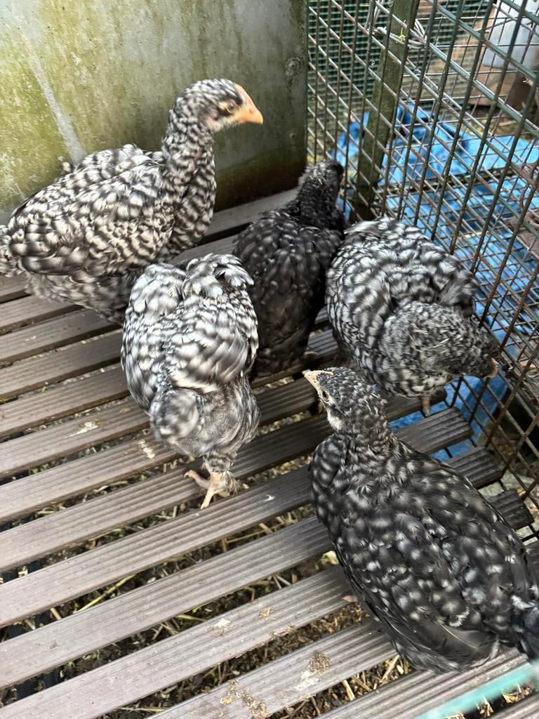 Raszuivere Mechelse Koekoek kuikens, Dieren en Toebehoren, Pluimvee, Meerdere dieren, Kip