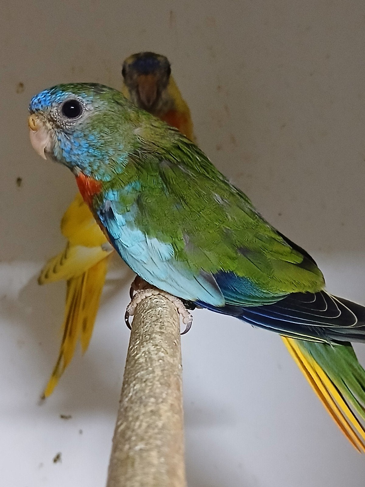 splendid parkiet RB/ ino opaline 2026, Dieren en Toebehoren, Vogels | Parkieten en Papegaaien, Mannelijk, Parkiet, Geringd