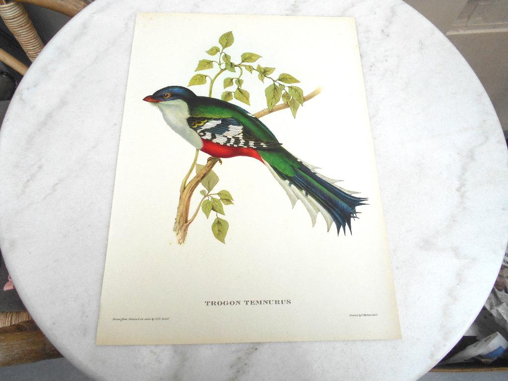 ancienne gravure oiseau coloré trogon Temnurus JE Gould, Enlèvement ou Envoi, Faune et Flore, Gravure