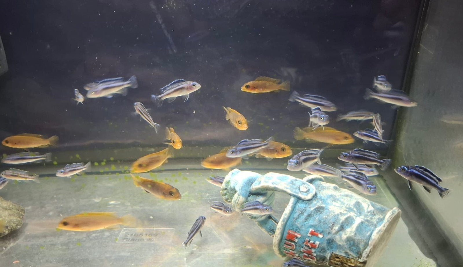 Jonge cichliden te koop – ongeveer 5 cm groot. €3 per stuk., Dieren en Toebehoren