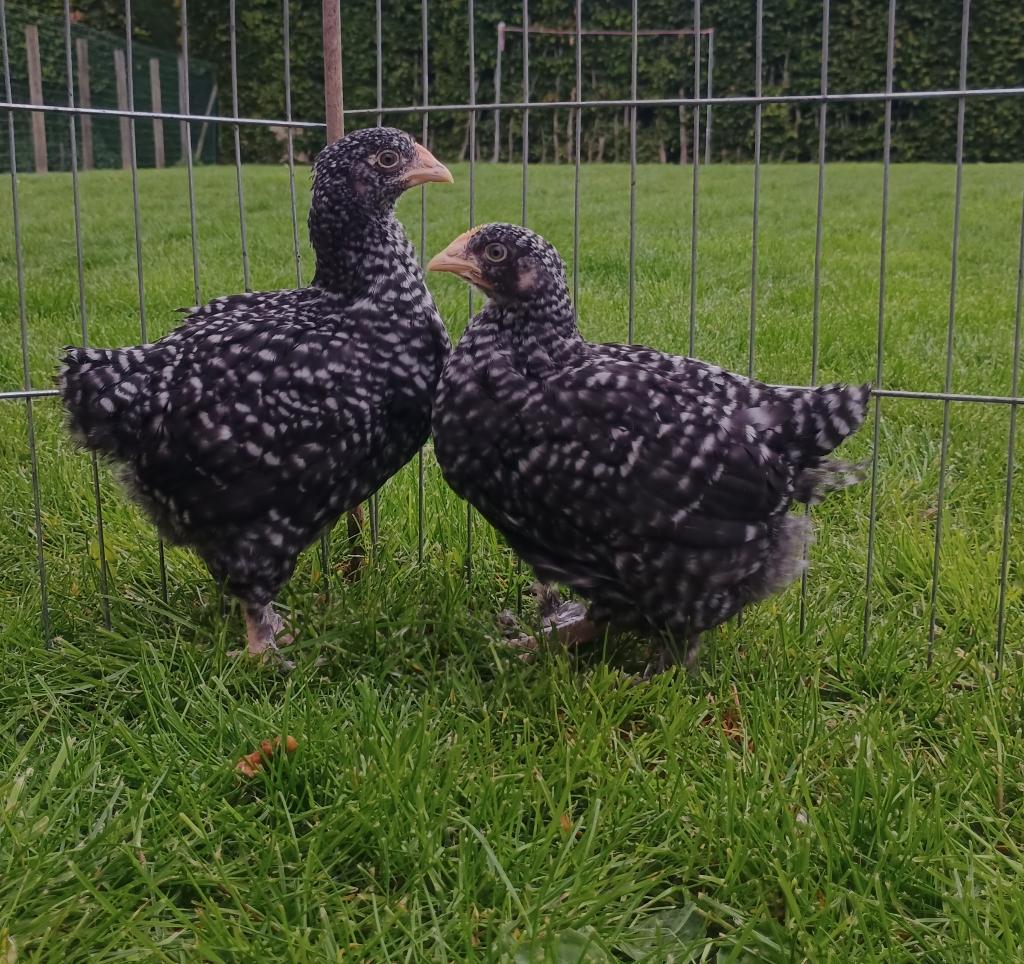 Mechelse koekoek hen/ hennen/ hennentje te koop, Dieren en Toebehoren, Vrouwelijk, Kip