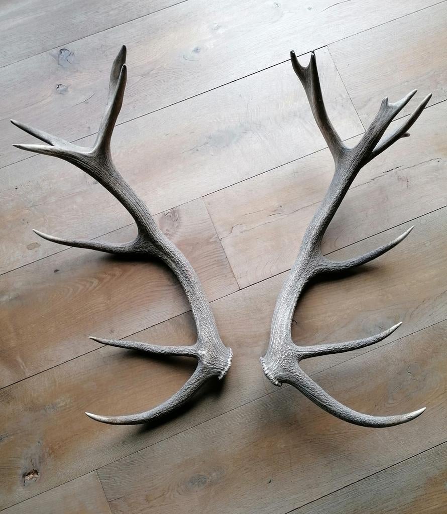 Bois de cerf élaphe, Enlèvement ou Envoi