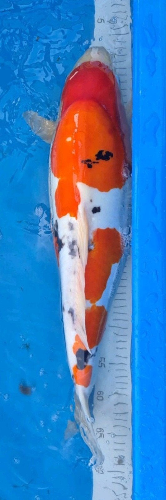 Prachtige Japanse Doitsu Sanke Shinoda 62-65cm + Certificaat, Dieren en Toebehoren