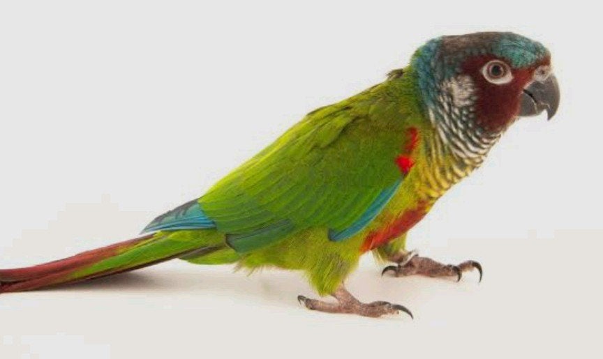 Pyrrhura Emma, Bagué