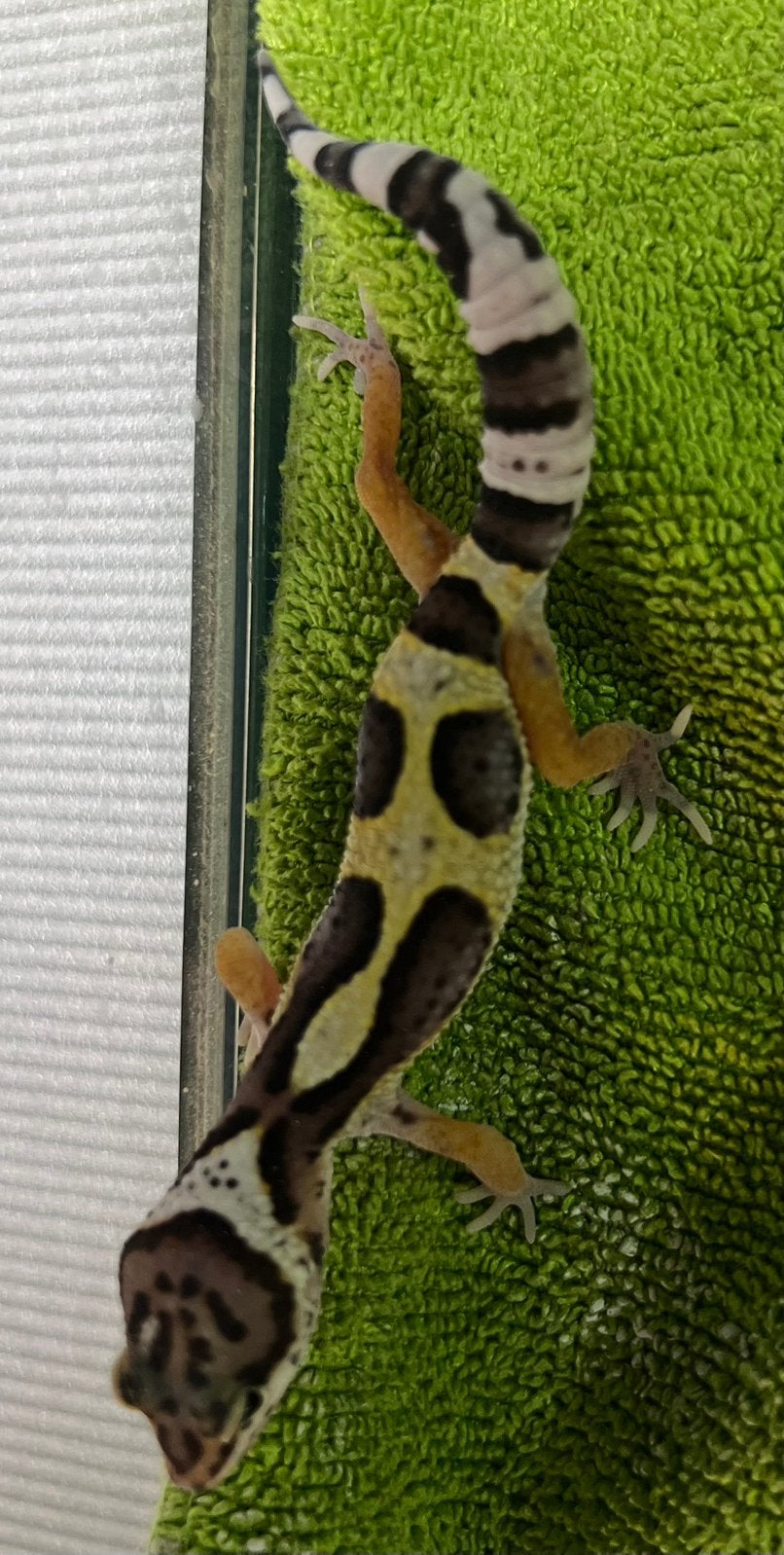 Luipaardgekko baby a.2, Hagedis, Tam, 0 tot 2 jaar