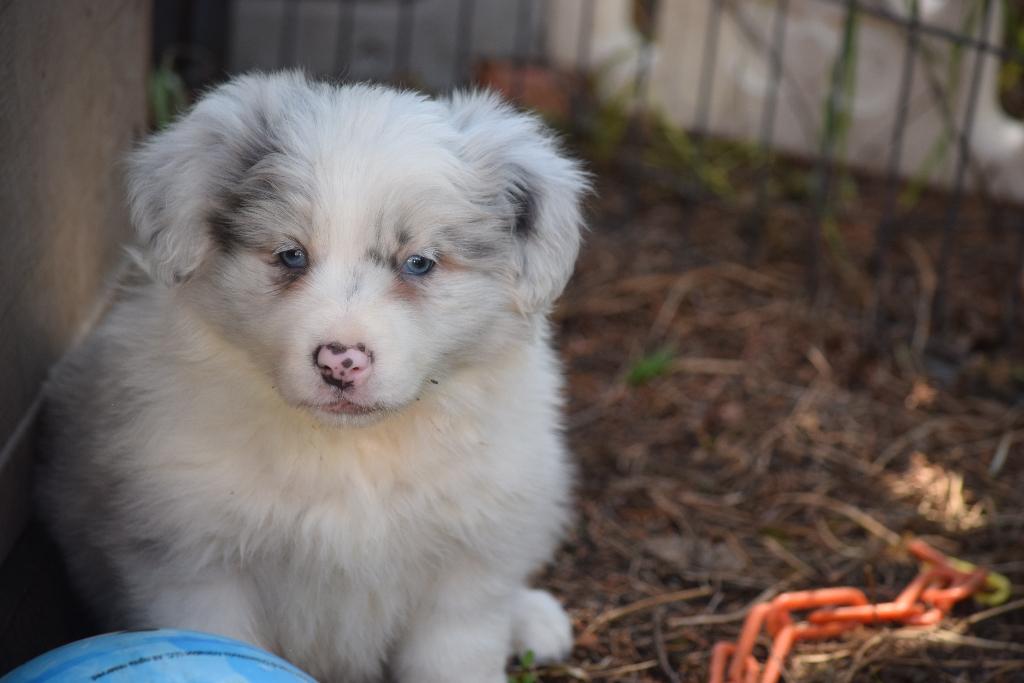 Border collie pups, nog 1 slate-merle reutje beschikbaar, Dieren en Toebehoren, Honden | Herdershonden en Veedrijvers, Parvo, België
