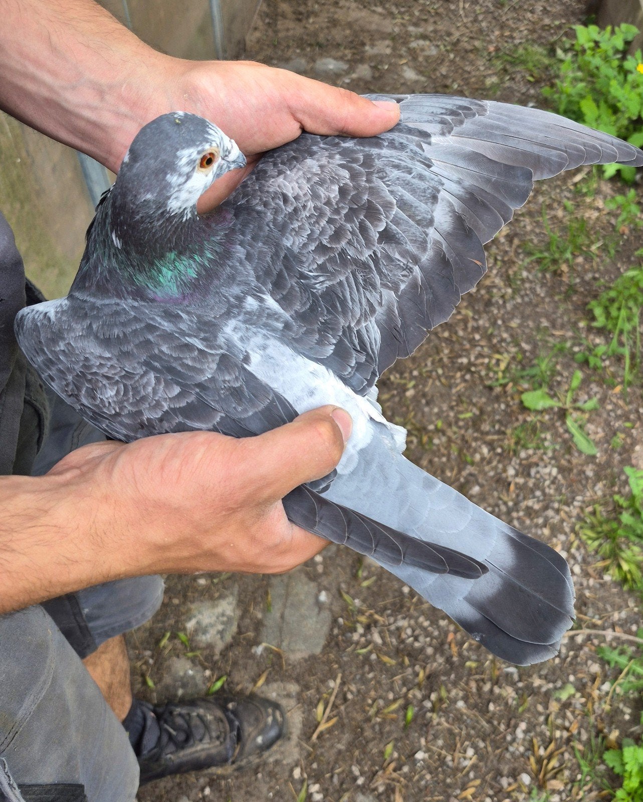 Koppel reisduiven, Meerdere dieren, Postduif