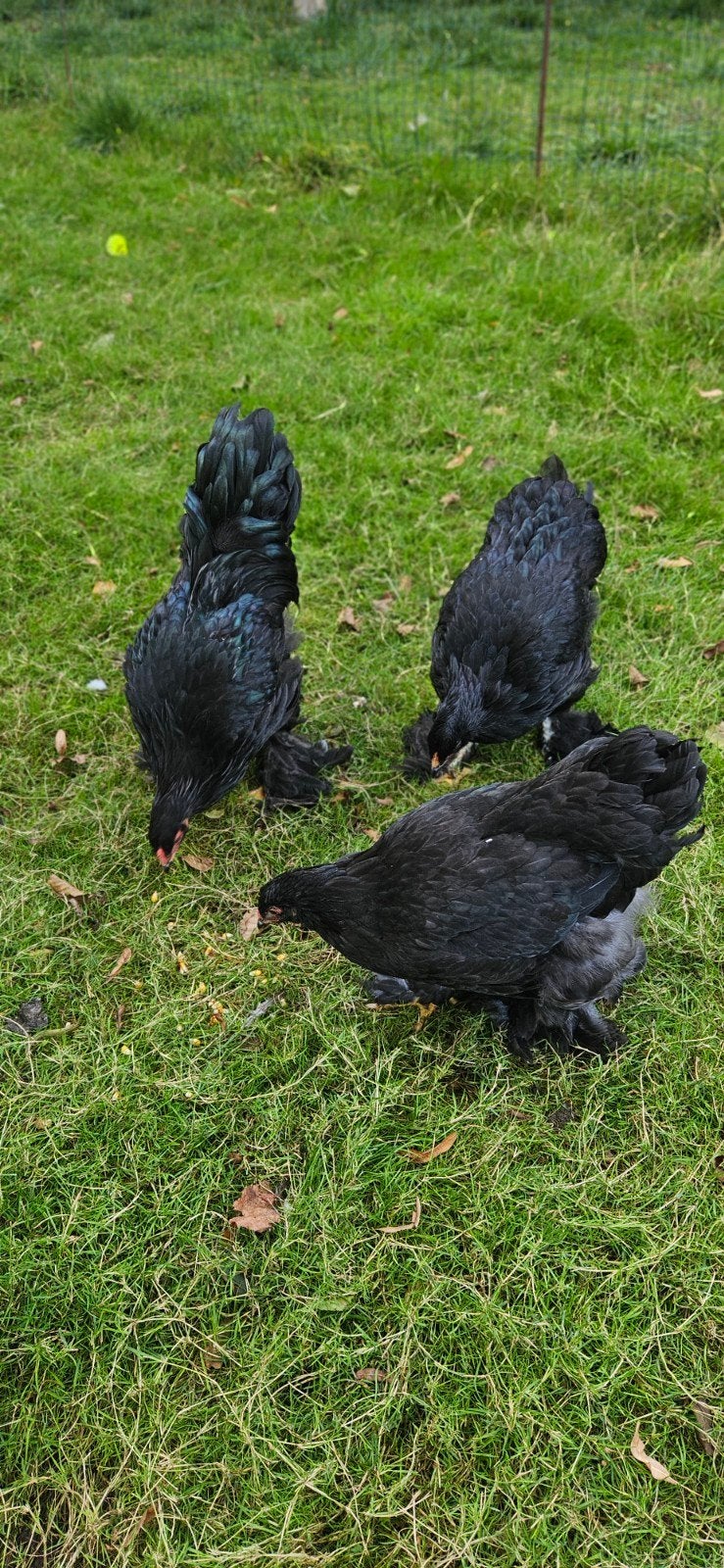mooi jong trio zwarte Brahma groothoenders