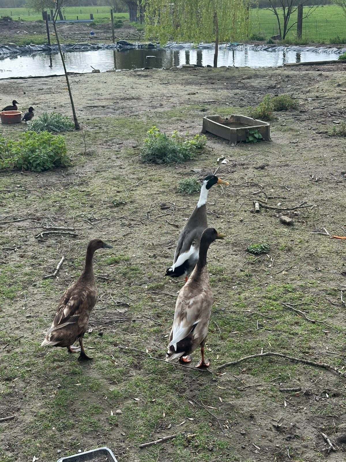 3 loopeenden, Dieren en Toebehoren, Mannelijk