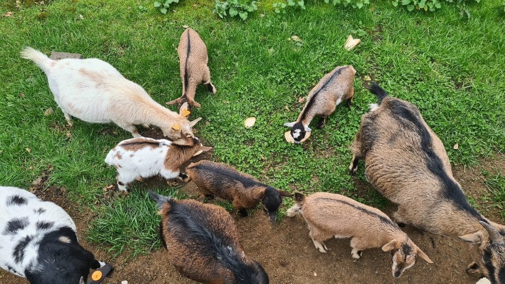 dwerggeitjes te koop, Februari, Meerdere dieren
