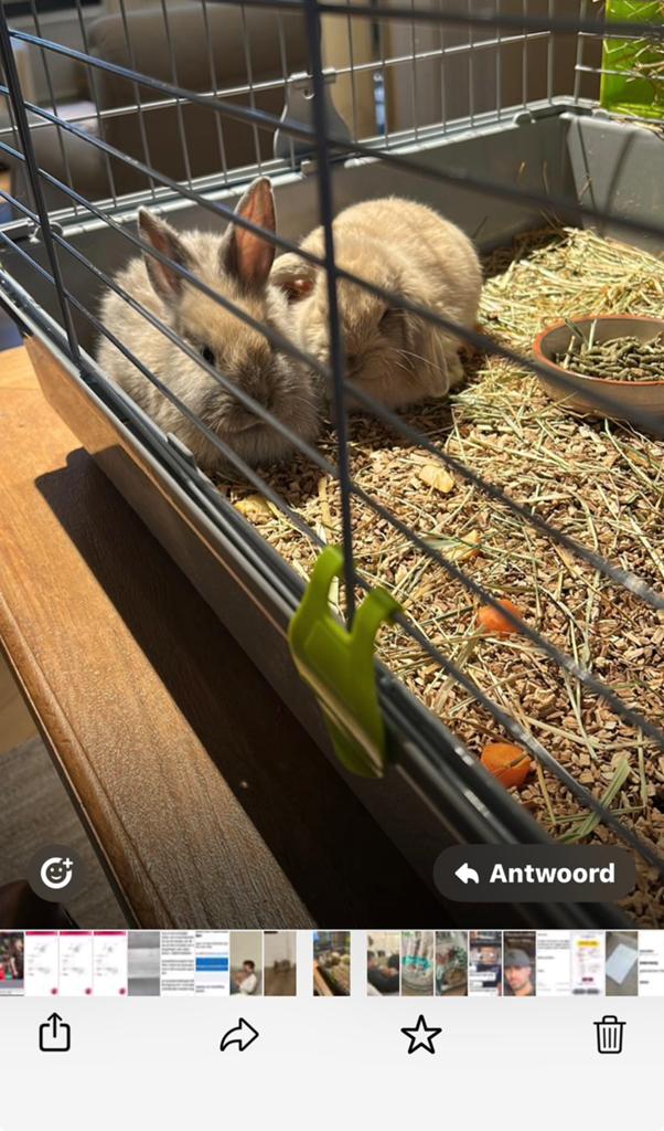 Konijn te koop, Dieren en Toebehoren, Knaagdieren, Juni, Mannelijk, Overige typen, Tam