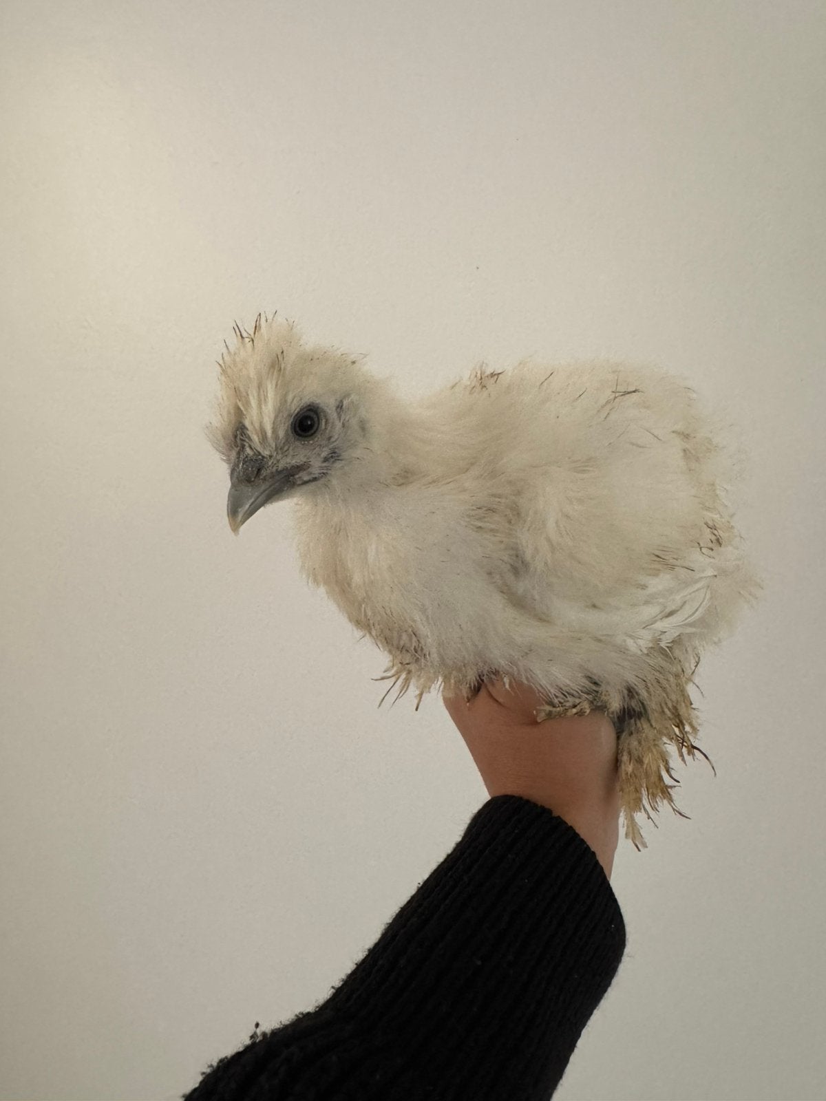 Zijdehoen kuikentjes, Dieren en Toebehoren, Kip
