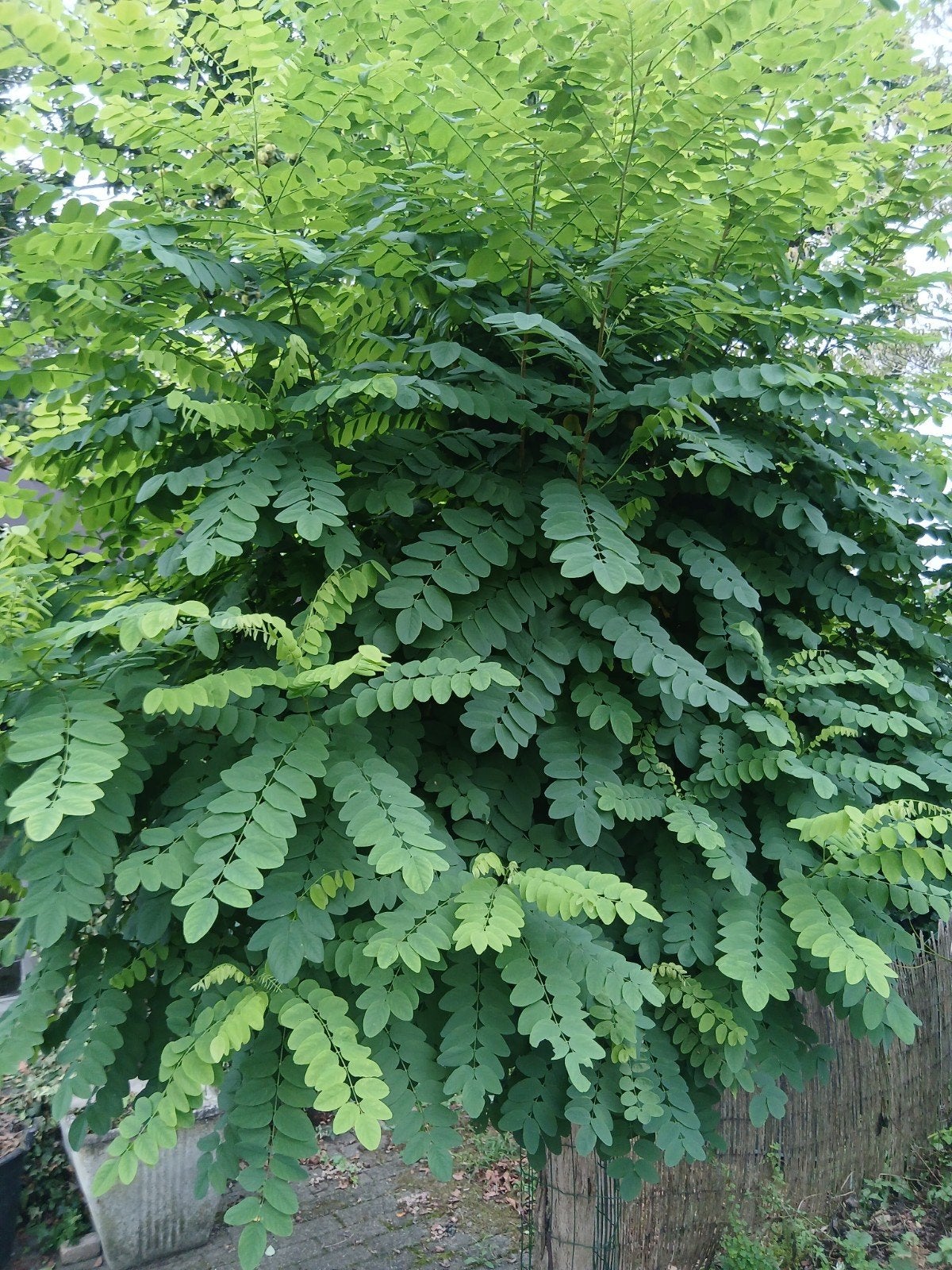bol acaciaboom, Ophalen