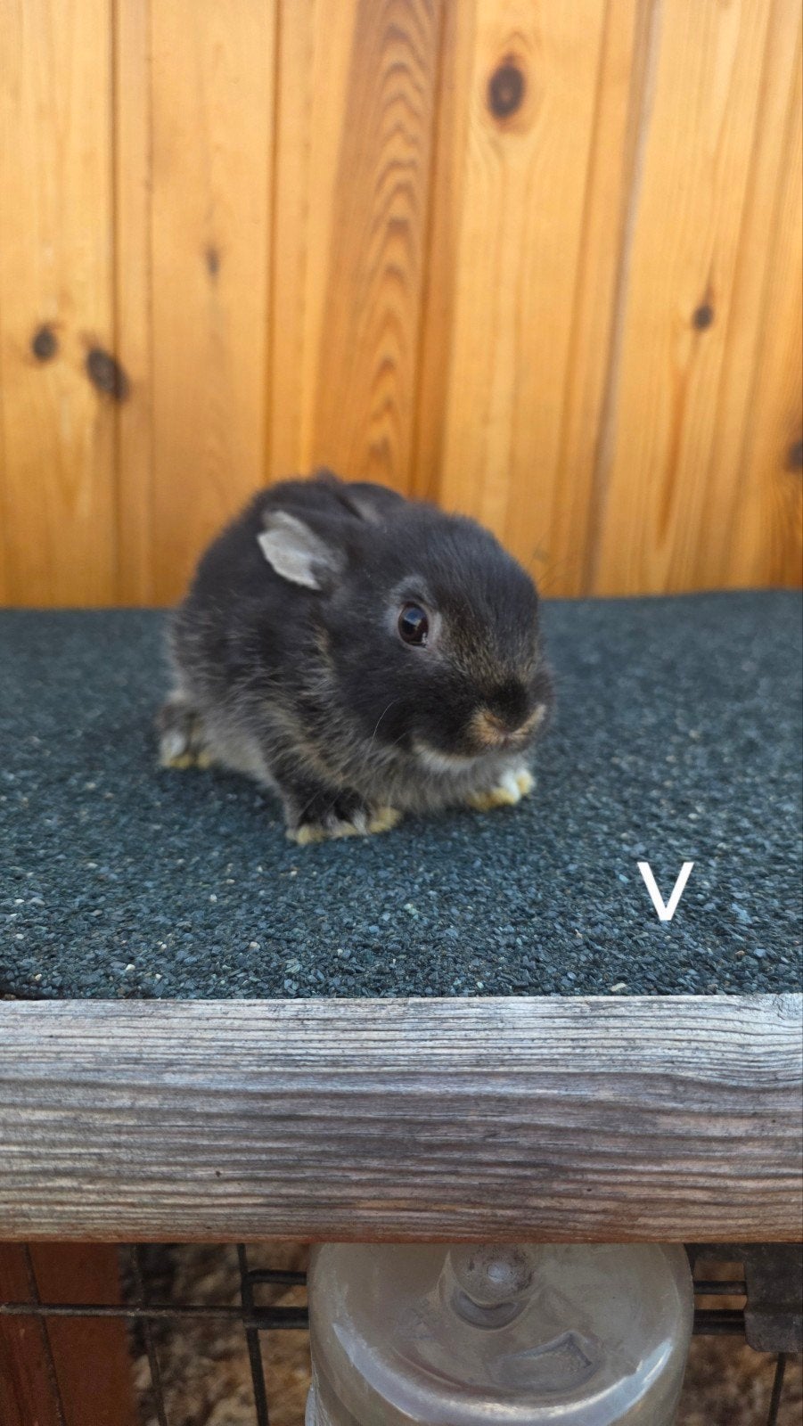 babykonijntjes zoeken een liefdevol huisje!, Dieren en Toebehoren, Konijnen