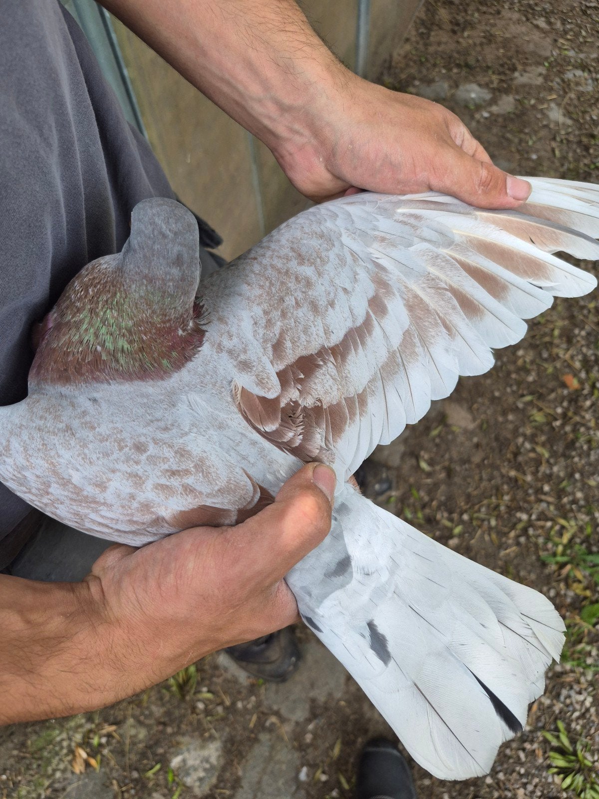Koppel reisduiven, Dieren en Toebehoren, Vogels | Duiven, Meerdere dieren, Postduif
