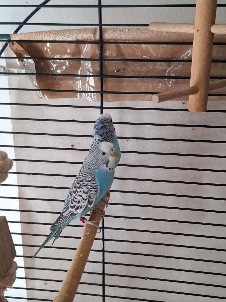 VOGELKOOI, Enlèvement, Cage à oiseaux