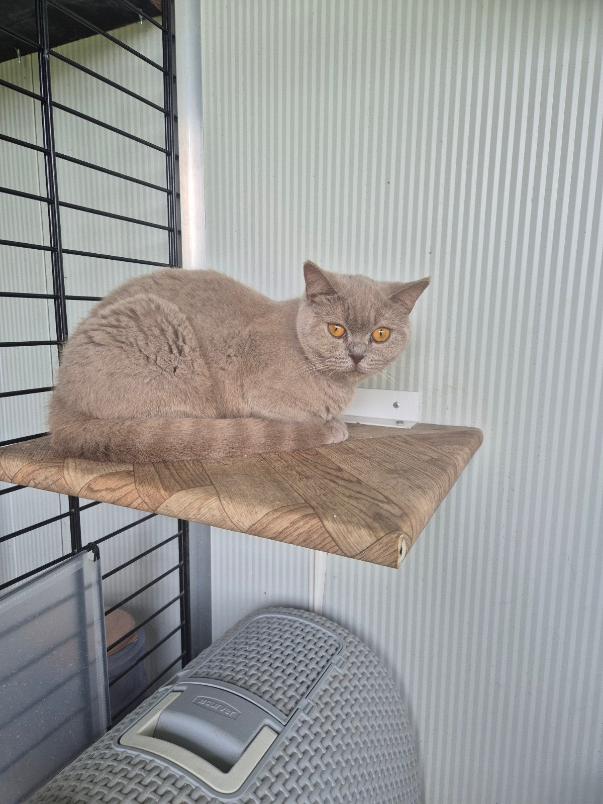 Britse korthaar poes, Dieren en Toebehoren, Poes, Gechipt, 0 tot 2 jaar