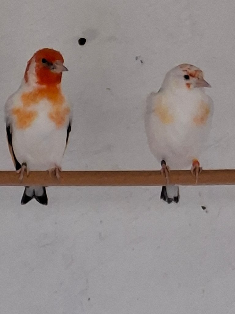 Distelvinken, Dieren en Toebehoren, Wildzangvogel, Geringd
