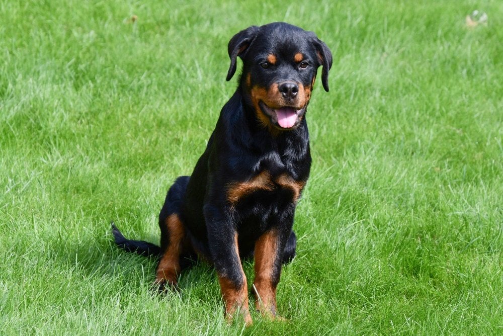 Chiots Rottweiler à vendre, Animaux & Accessoires, Chiens | Bouledogues, Pinschers & Molossoïdes, 15 semaines à 1 an, Étranger