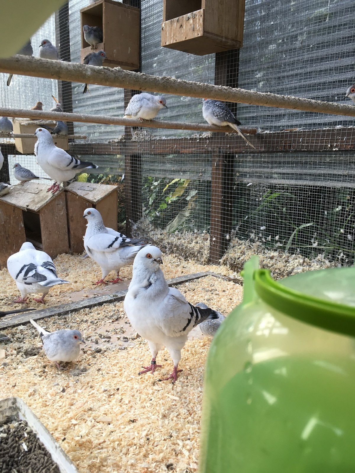 KWEEKRIJPE ITALIAANSE MEEUWE VANAF 20 EURO/KOPPEL, Dieren en Toebehoren, Vogels | Duiven, Overige soorten, Meerdere dieren
