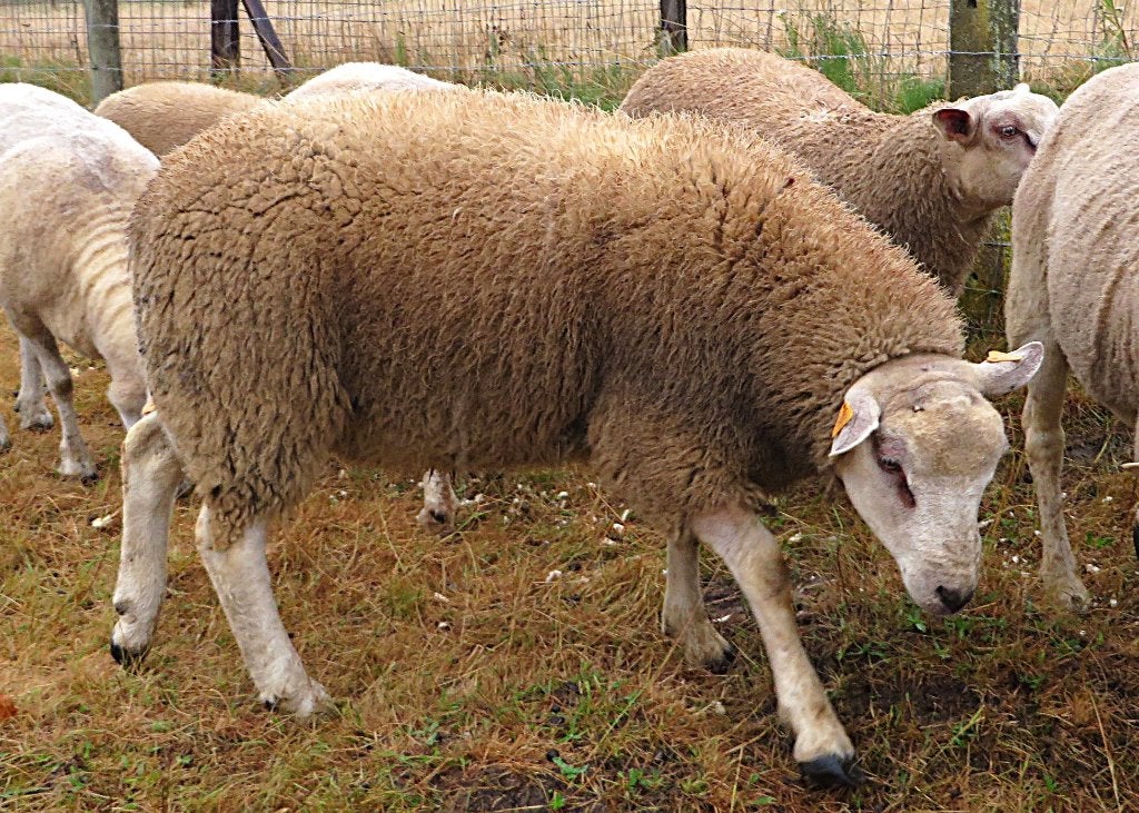Moutons, Plusieurs animaux, Mouton, 0 à 2 ans