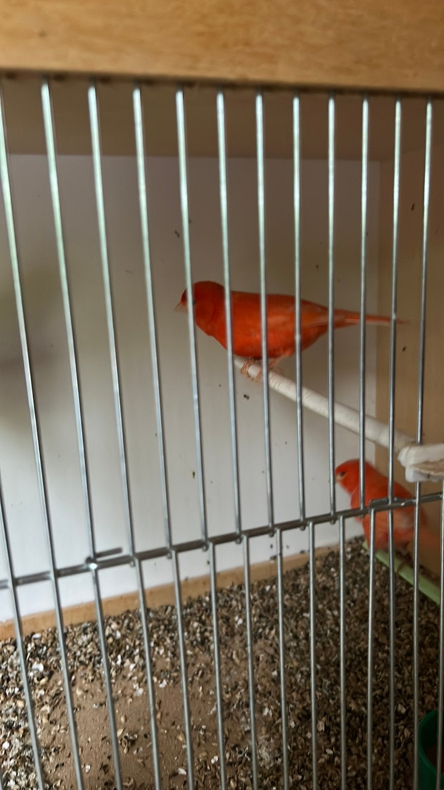 Kanaries, Dieren en Toebehoren, Meerdere dieren, Zangkanarie