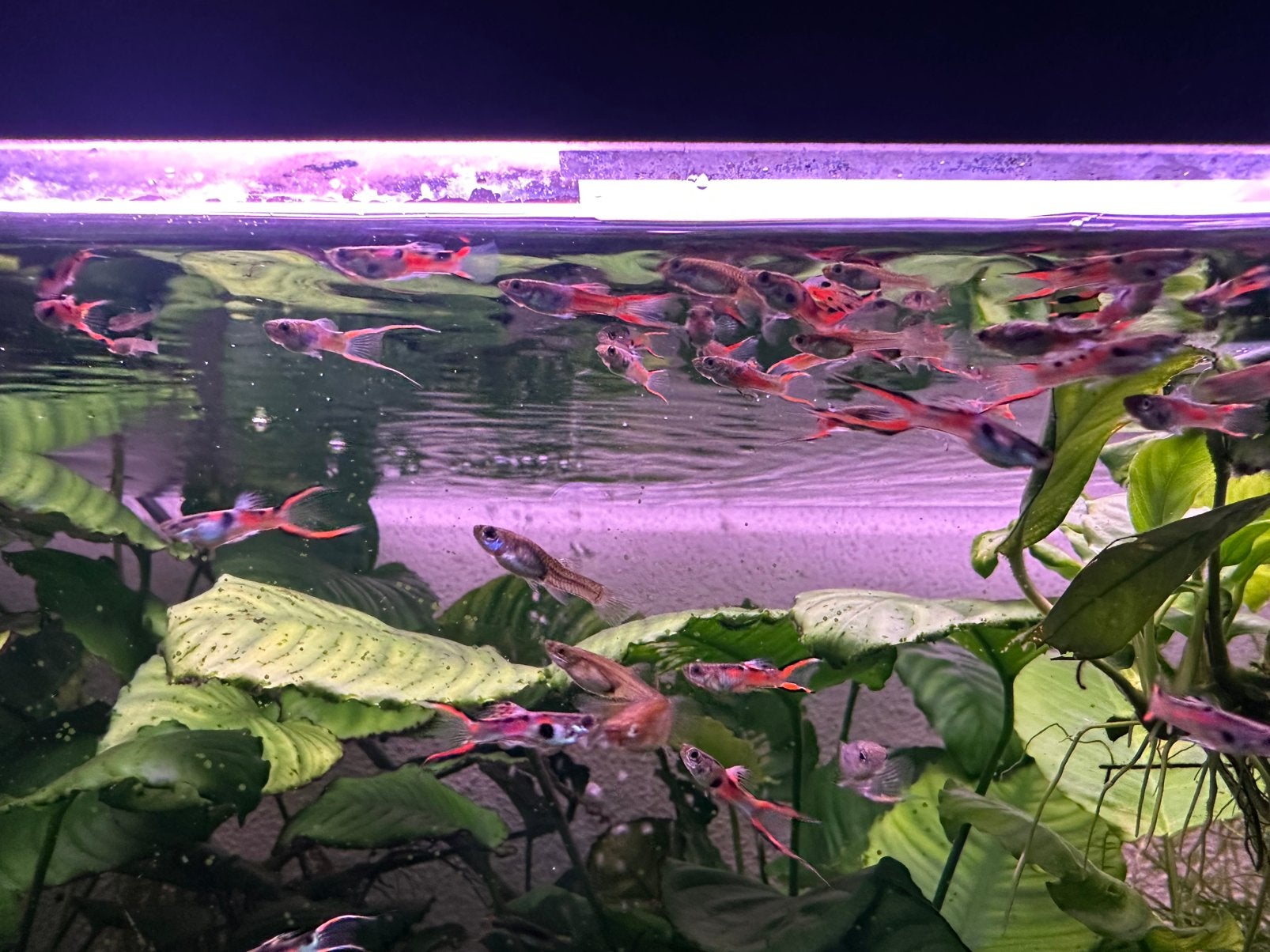 Endler vissen, Poisson, Poisson d'eau douce
