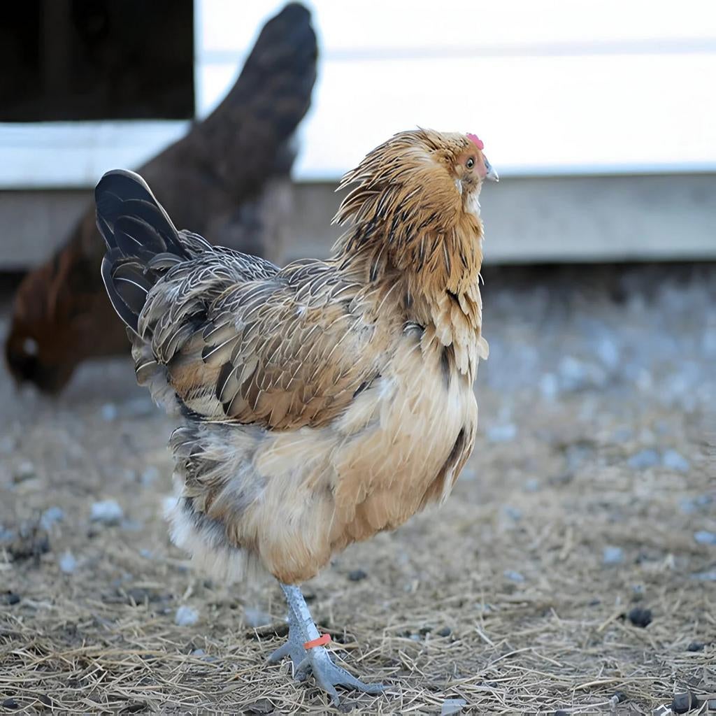 Easter egger, Dieren en Toebehoren, Vrouwelijk, Kip