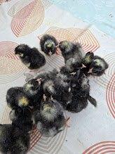 Poussins coucous de Malines, Animaux & Accessoires, Volatiles, Poule ou poulet, Sexe inconnu