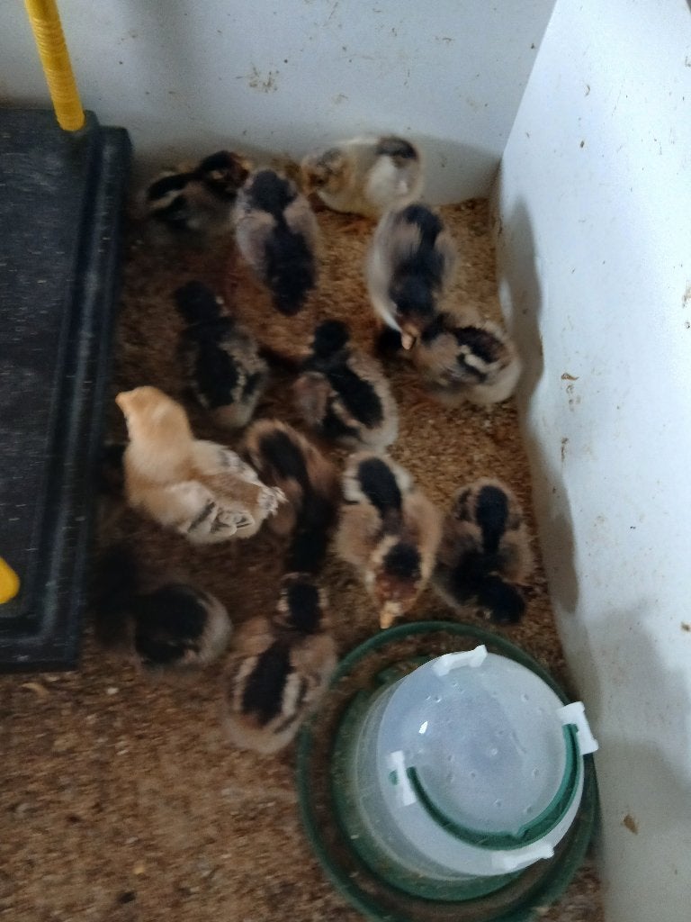 Kuikens Bernevelder, Dieren en Toebehoren, Meerdere dieren, Kip