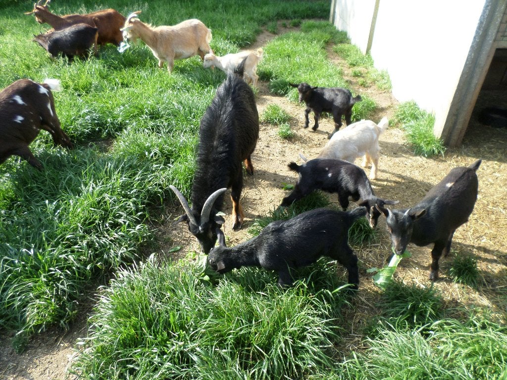 dwerggeiten, Animaux & Accessoires, Moutons, Chèvres & Cochons