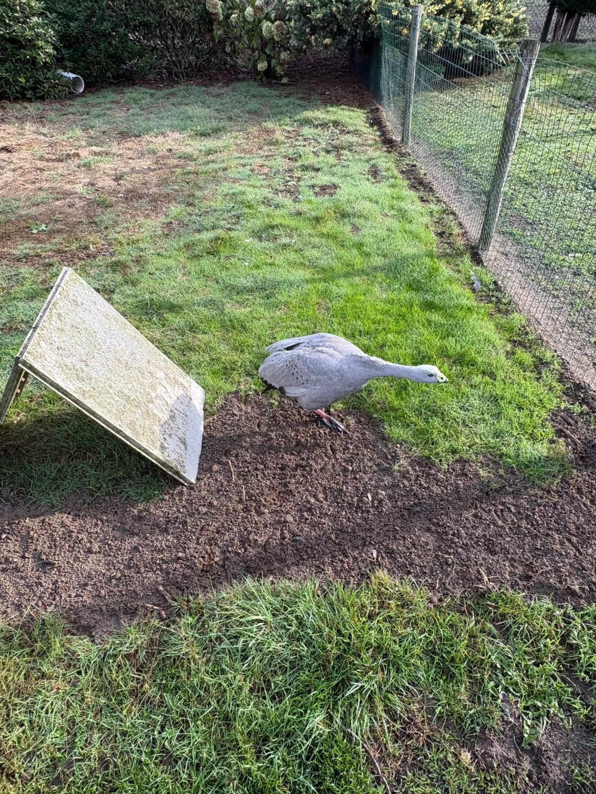 Ceriopsi/ hoendergans, Dieren en Toebehoren, Vrouwelijk, Gans of Zwaan