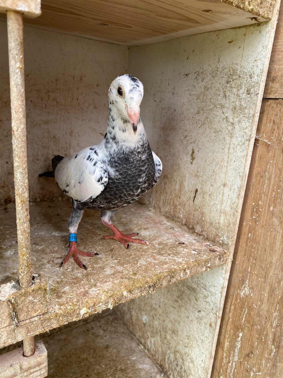 Pitrain jongen, Dieren en Toebehoren, Meerdere dieren, Postduif