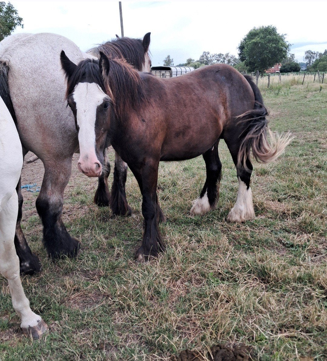 brave c pony's