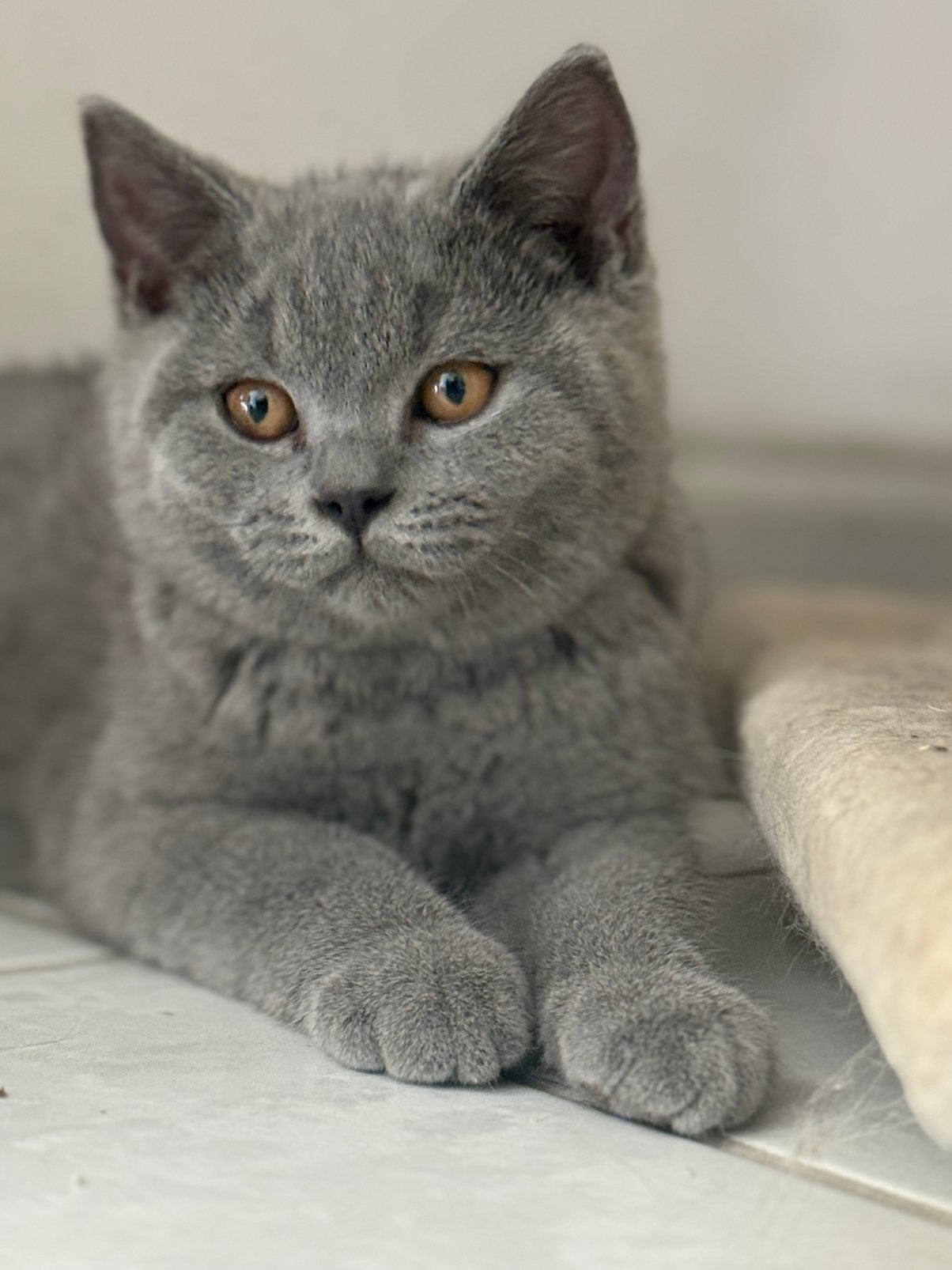 Britse Korthaar Kittens ✨🐱, Plusieurs animaux, Avec puce électronique, 0 à 2 ans