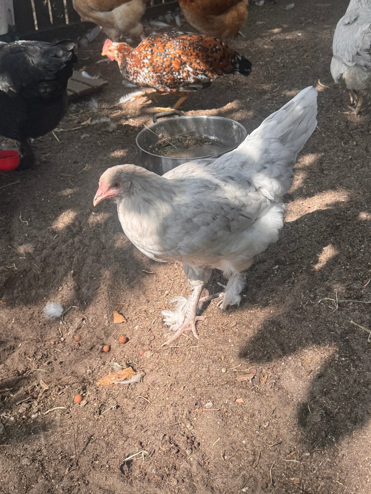 Brahma mix, Femelle, Poule ou poulet