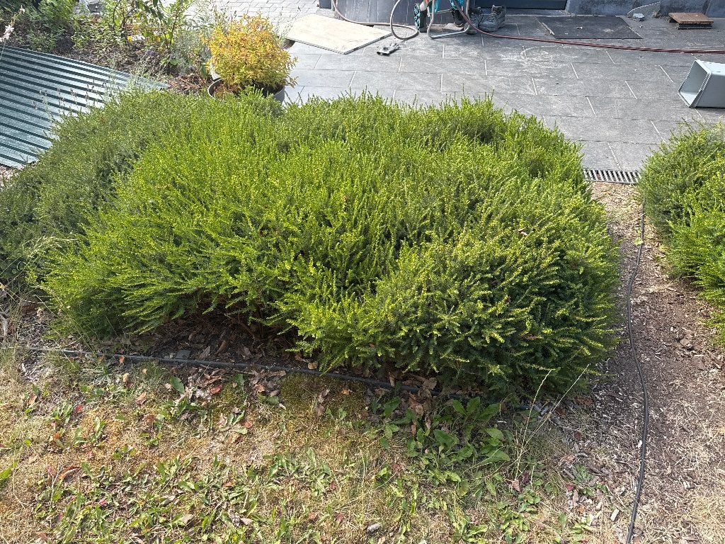 Heideplanten winterheide Erica (gratis), Tuin en Terras, Planten | Struiken en Hagen, Ophalen, Overige soorten, Struik, Minder dan 100 cm