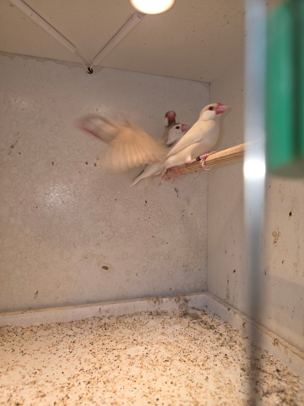 Padda _ rijstvogels, Animaux & Accessoires
