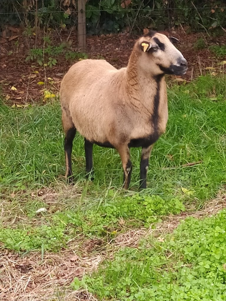 Kameroen schaap, Dieren en Toebehoren, Vrouwelijk, Schaap, 0 tot 2 jaar
